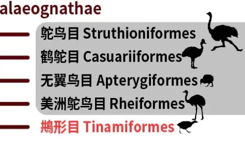 葡萄汁面膜的功效与作用网—知名的葡萄打汁敷脸的功效网站,分享葡萄汁面膜的功效与作用是什么知识