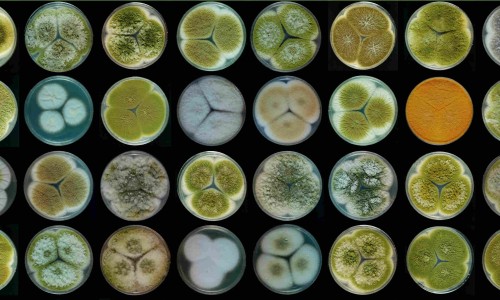 葡萄汁面膜的功效与作用是什么-葡萄汁面膜的功效与作用网—知名的葡萄打汁敷脸的功效网站,分享葡萄汁面膜的功效与作用是什么知识